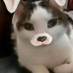 Meet your Posher, Bishop